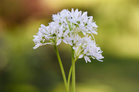 wild garlic flowers  on green blurred  backgroundの写真素材