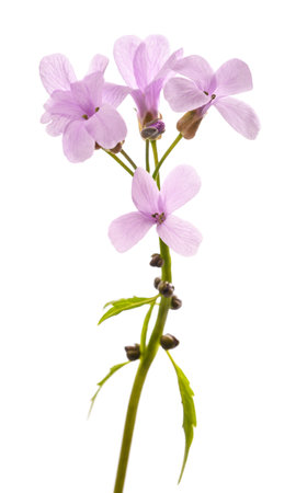 Coralroot bittercress flowers isolated on white backgroundの写真素材