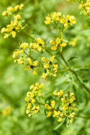 Herb of Grace flowers in a gardenの写真素材