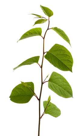 Asian knotweed branch isolated on white backgroundの写真素材