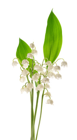 Lily of the valley  isolated on white backgroundの写真素材