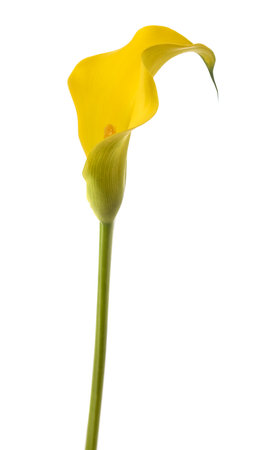 Yellow calla flower isolated on white backgroundの写真素材