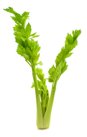 Fresh celery isolated on white backgroundの写真素材