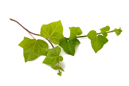 Ivy branch  isolated  on white backgroundの写真素材