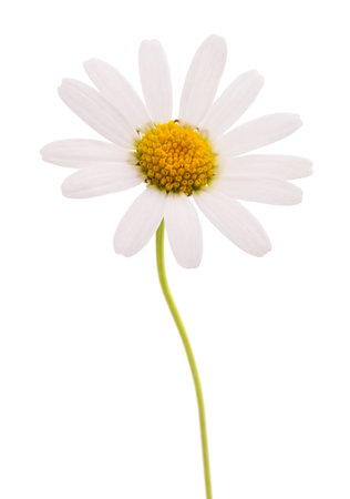 White daisy  isolated on white backgroundの写真素材