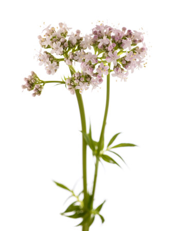 Valeriana officinalis flowers isoalted on white backgroundの写真素材