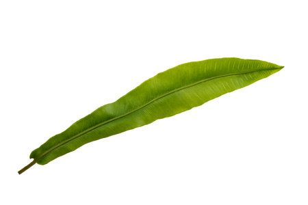 Hart's tongue fern isolated on white backgroundの写真素材