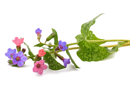 Common lungwort (Pulmonaria officinalis) isolated on whiteの写真素材