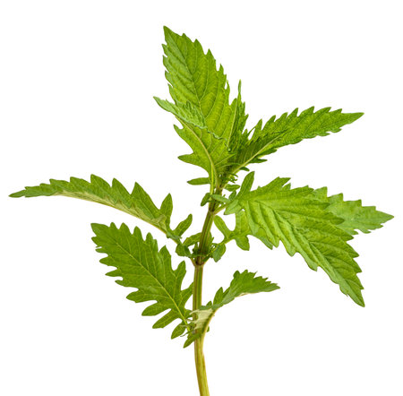 European bugleweed plant isolated on white backgroundの写真素材
