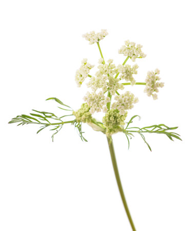 Carum carvi flowers isolated on white backgroundの写真素材