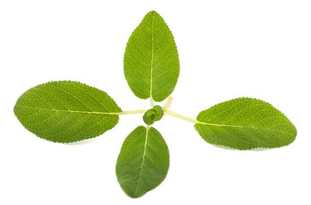 Fresh  sage sprig isolated on white backgroundの写真素材
