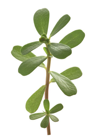 Common purslane branch isolated on white backgroundの写真素材