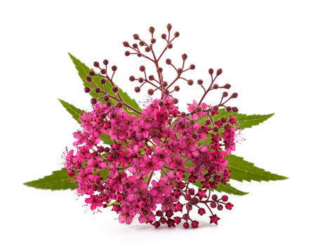 Japanese Spiraea flowers isolated on  white backgroundの写真素材