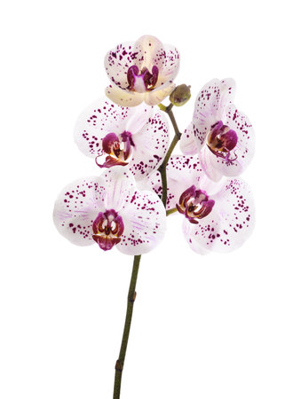 Orchids flowers isolated on white backgroundの写真素材