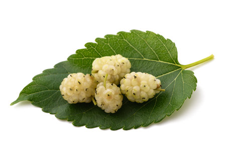 White mulberry leaf with fruits isolated on white backgroundの写真素材