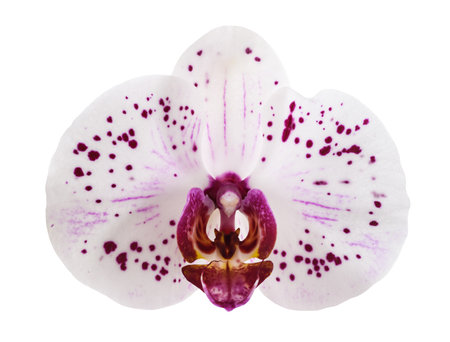 Orchids flower isolated on white backgroundの写真素材