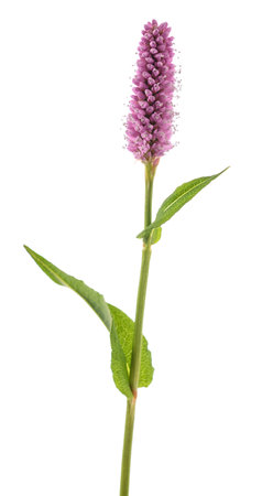 Bistorta officinalis flower isolated on white backgroundの写真素材