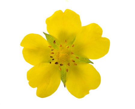 Creeping cinquefoil flower isolated on white backgroundの写真素材