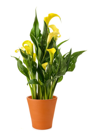 Yellow calla plant in vase isolated on white backgroundの写真素材