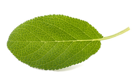 Fresh  sage leaf isolated on white backgroundの写真素材