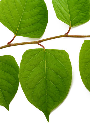 Asian knotweed branch isolated on white backgroundの写真素材