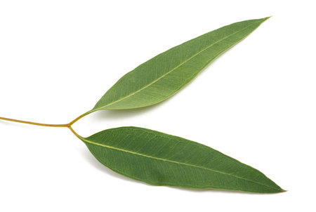 Eucalyptus sprig with leaves isolated on white backgroundの写真素材