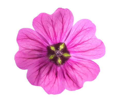 Mallow  flower isolated on white backgroundの写真素材