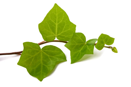 Ivy branch  isolated  on white backgroundの写真素材