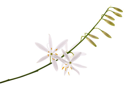 St Bernard's lily flowers isolated on whiteの写真素材