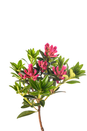 Rusty leaved alpenrose isolated on white backgroundの写真素材