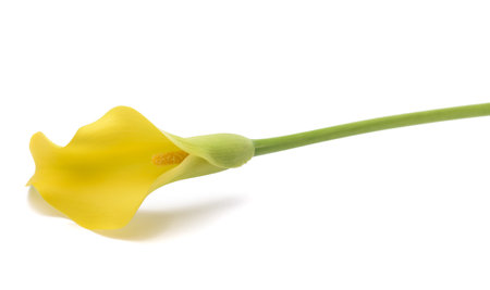 Yellow calla flower isolated on white backgroundの写真素材