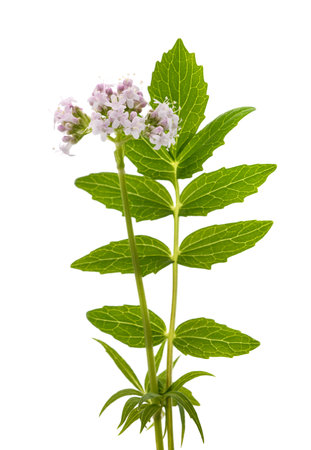 Valeriana officinalis flowers isoalted on white backgroundの写真素材