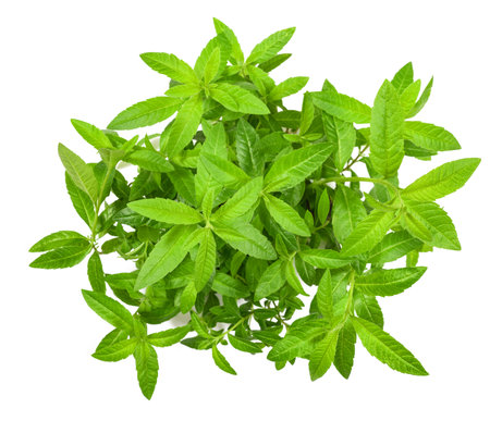 Lemon verbena plant isolated on white backgroundの写真素材