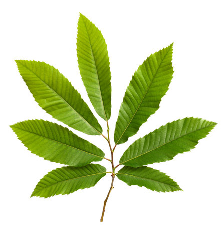 Chestnut branch with leaves isolated on white backgroundの写真素材