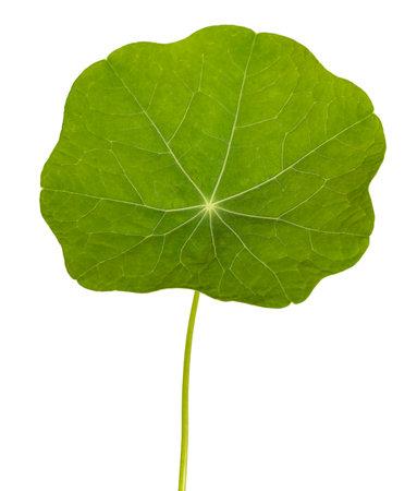 Green nasturtium leaf isolated on white background.の写真素材