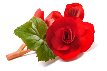 Red Begonia flower isolated on white backgroundの写真素材