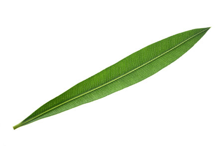 Green Oleander leaf isolated on white backgroundの写真素材