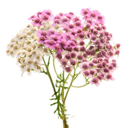 Pink and white  yarrow flowers isolated  on  white backgroundの写真素材
