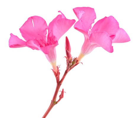 Oleander  flowers isolated on white backgroundの写真素材