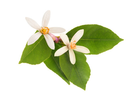 Orange blossom flowers isolated on whiteの写真素材