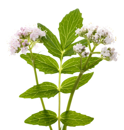 Valeriana officinalis flowers isoalted on white backgroundの写真素材