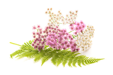 Pink and white  yarrow flowers with fern  isolated  on  white backgroundの写真素材