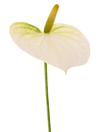 White Anthurium flower isolated on white backgroundの写真素材