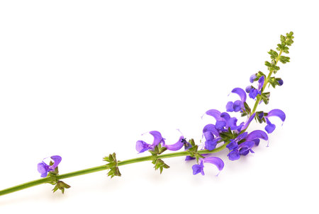 Meadow sage (Salvia pratensis) isolated on whiteの写真素材