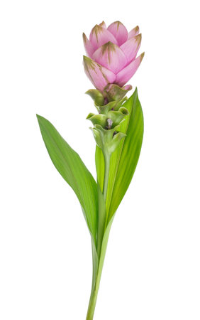 Curcuma flower  isolated on white backgroundの写真素材