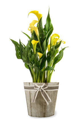 Yellow calla plant in vase isolated on white backgroundの写真素材