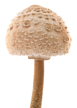 Parasol mushroom isolated on white backgroundの写真素材