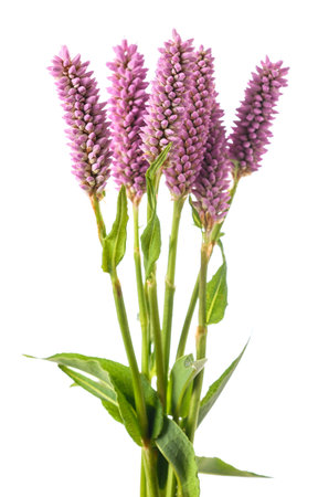 Bistorta officinalis flowers isolated on white backgroundの写真素材
