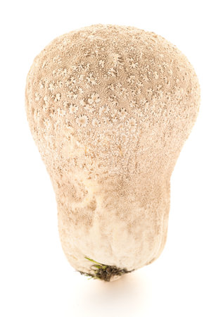 Meadow Puffball mushroom isolated on white backgroundの写真素材