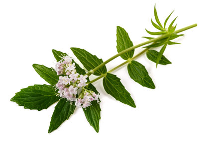 Valeriana officinalis flowers isoalted on white backgroundの写真素材